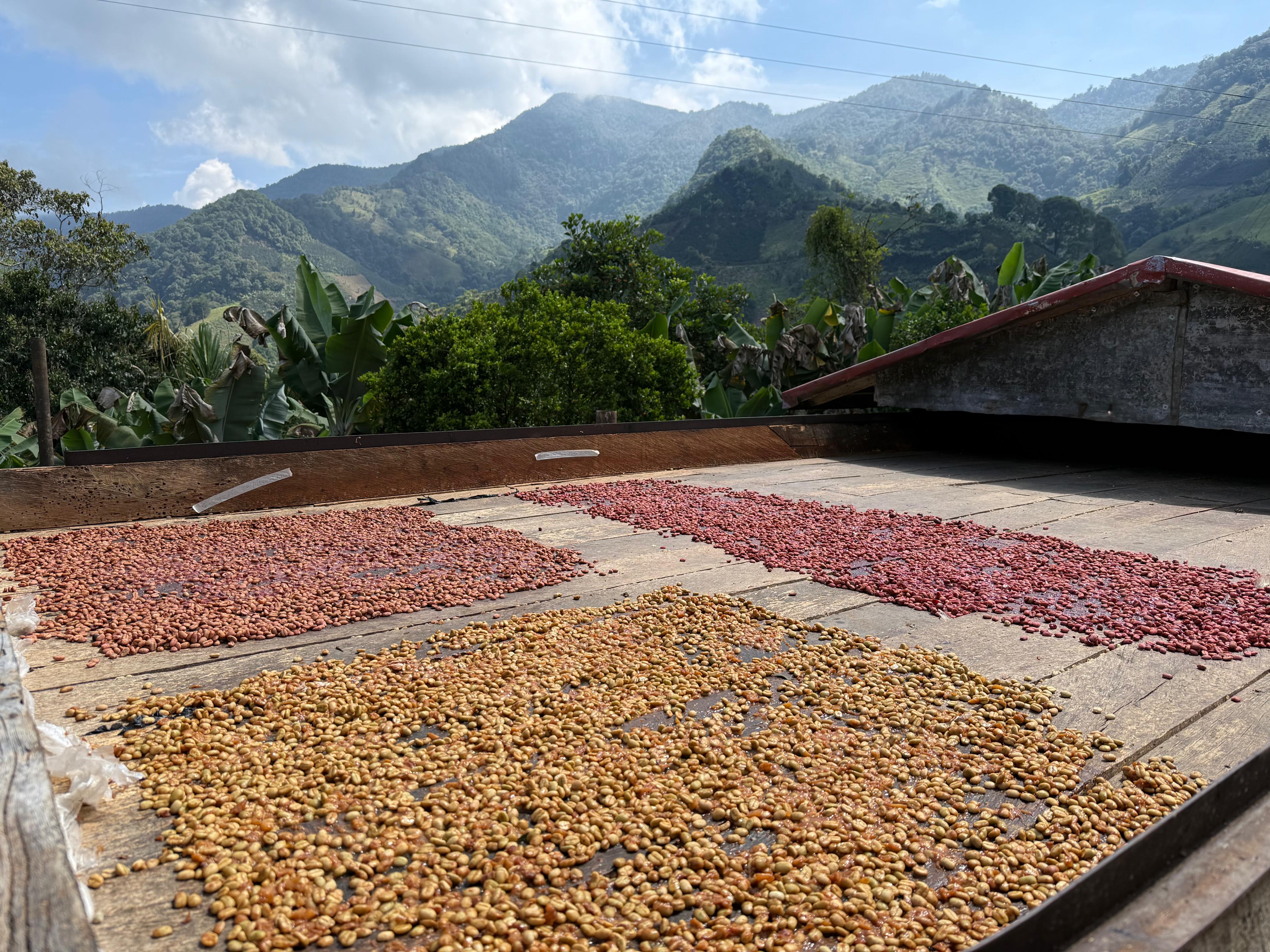 El proceso Honey: 72 horas que transforman el café