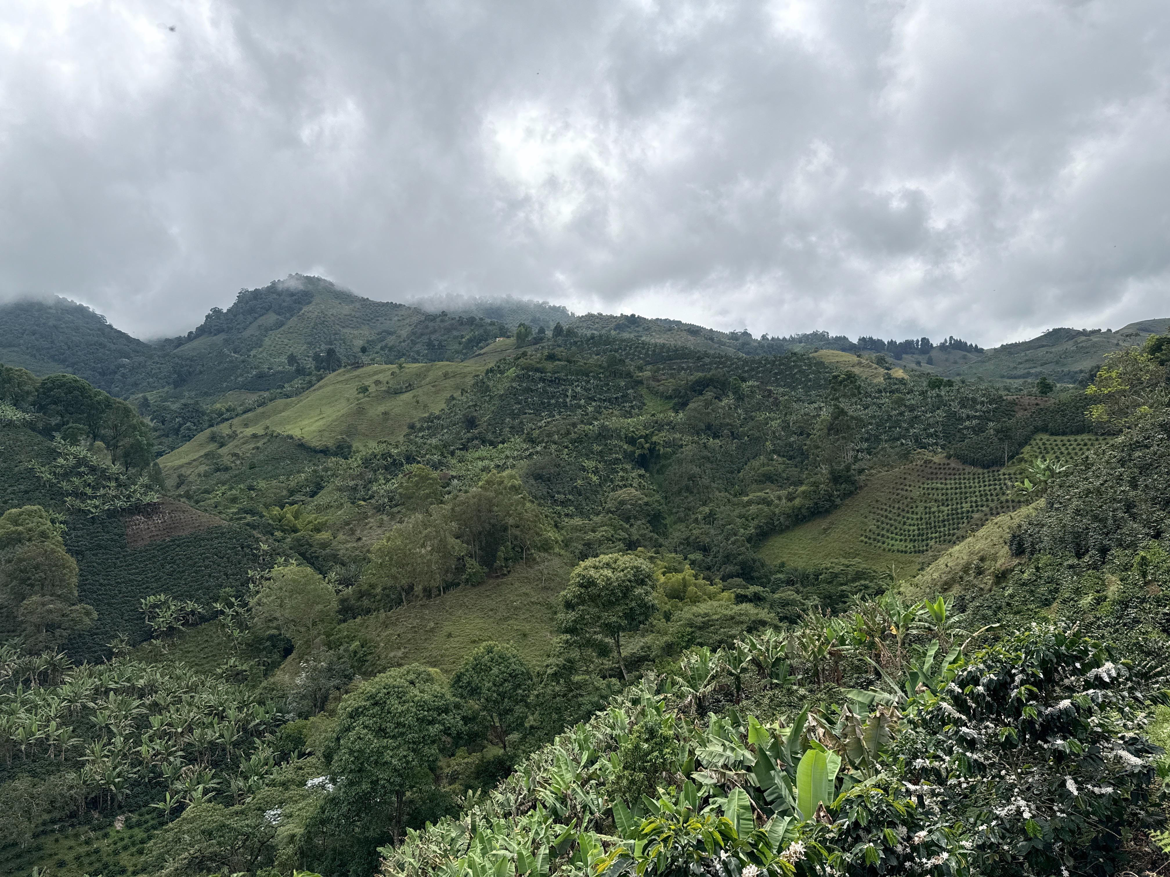 Moramay Café